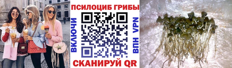 blacksprut tor  Бердск  Галлюциногенные грибы Psilocybe 